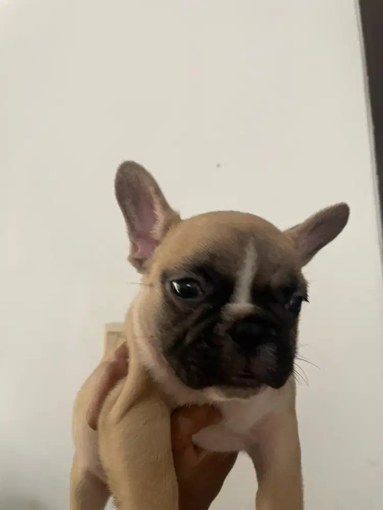 french bulldog shortbody