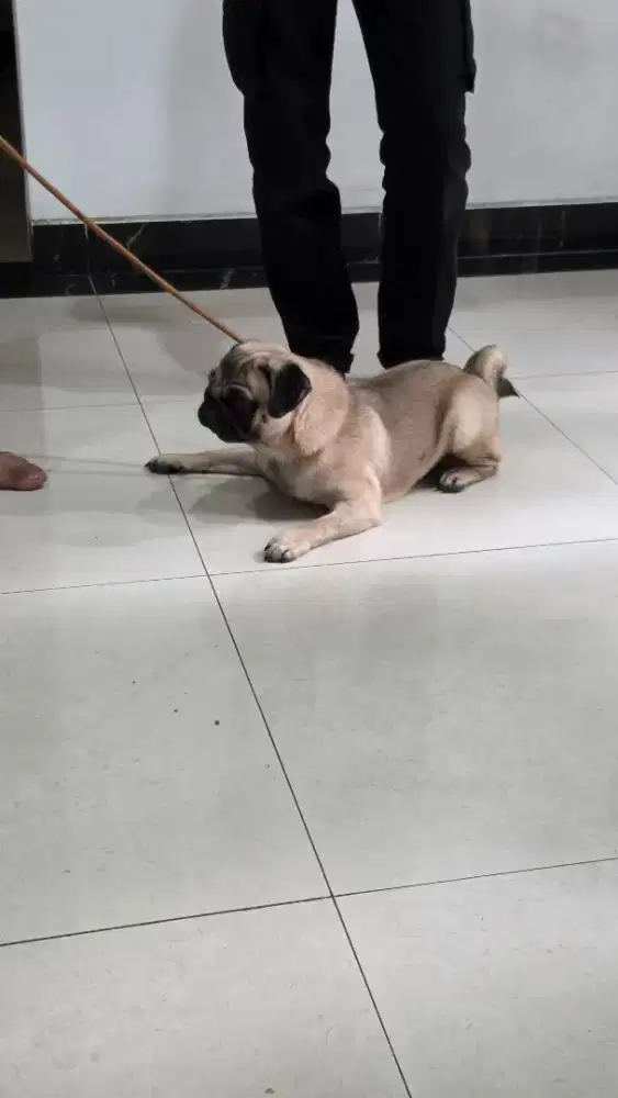 Open adopt anjing ras pug
