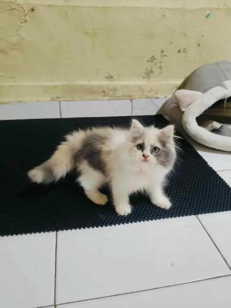 Persia Calico delute quin