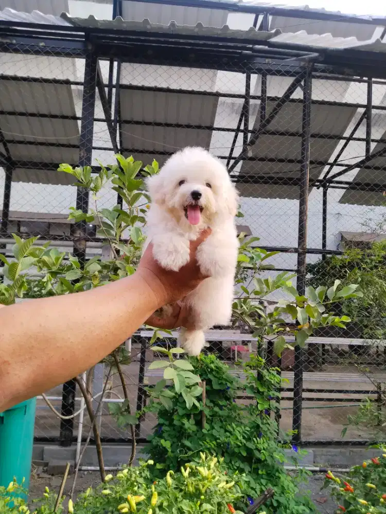Anak anjing poodle