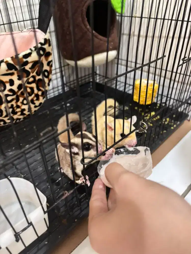 Sugar glider sepasang jual murah