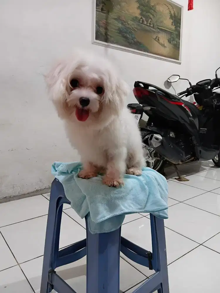 Semi hibah  anjing doyt tipe maltise lengkap male