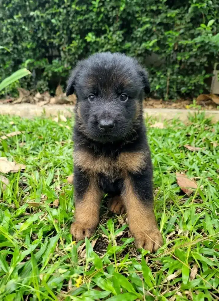 Anakan Herder Import