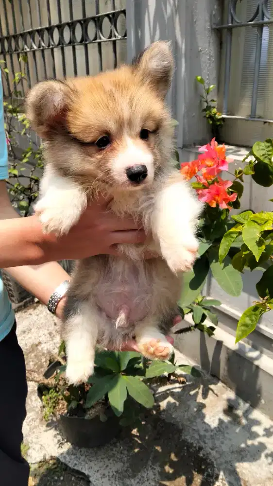 Dijual puppy jtn welsh corgy