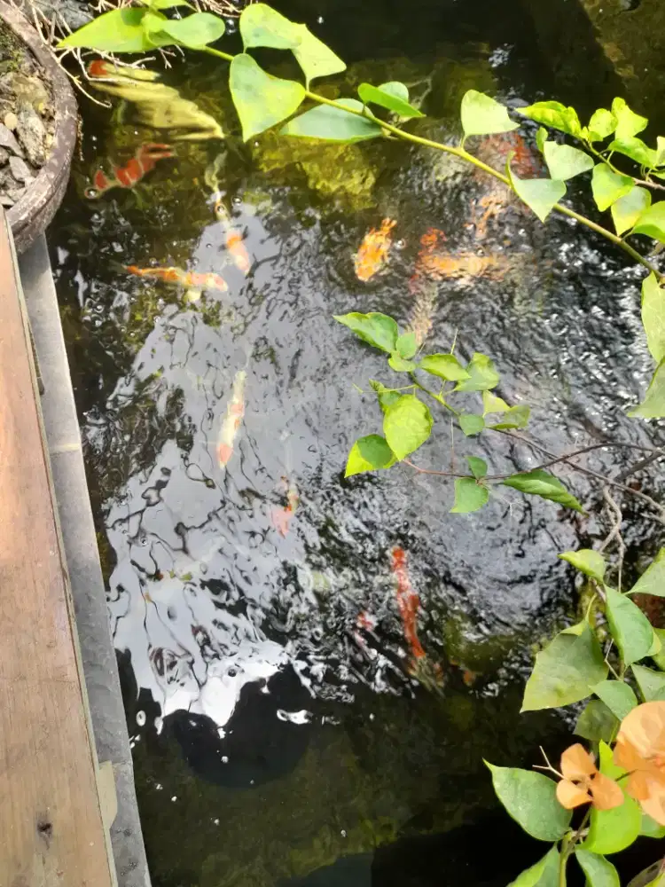 Ikan koi borongan