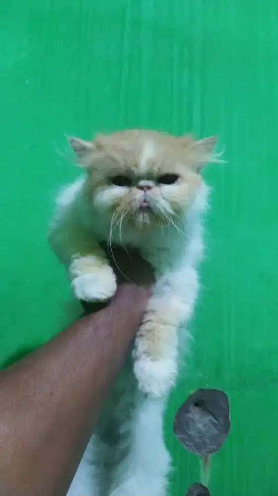 Indukan Kucing Peaknose Longhair BETINA siap kawin