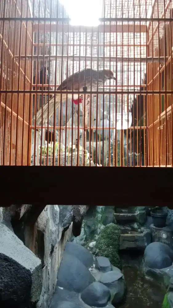 Cucak Rowo hutan