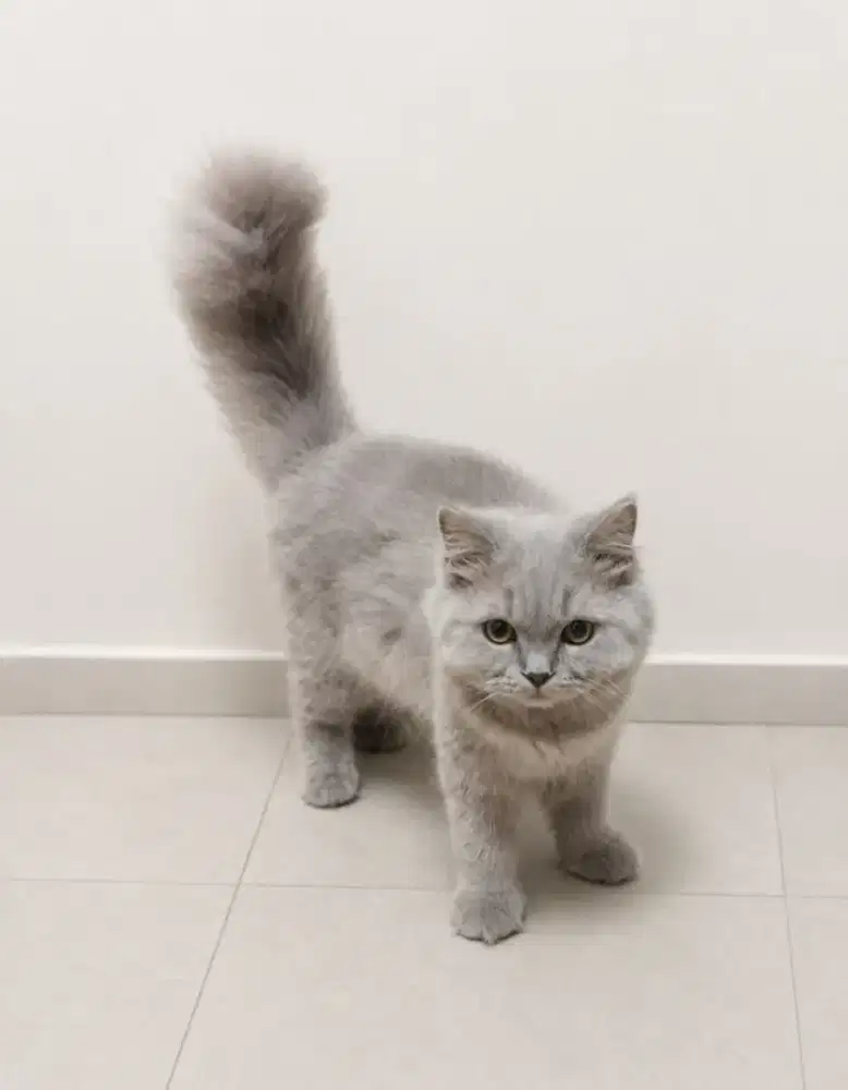 BLH British BSH Kitten Lilac 11 bulan Jantan Vaksin F3