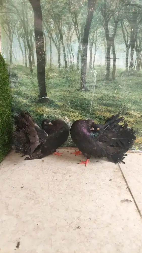 Merpati Kipas American Fantail Indukan Sepasang Warna Hitam
