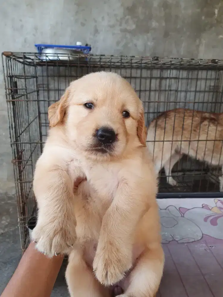 GOLDEN RETRIEVER PUPPIES