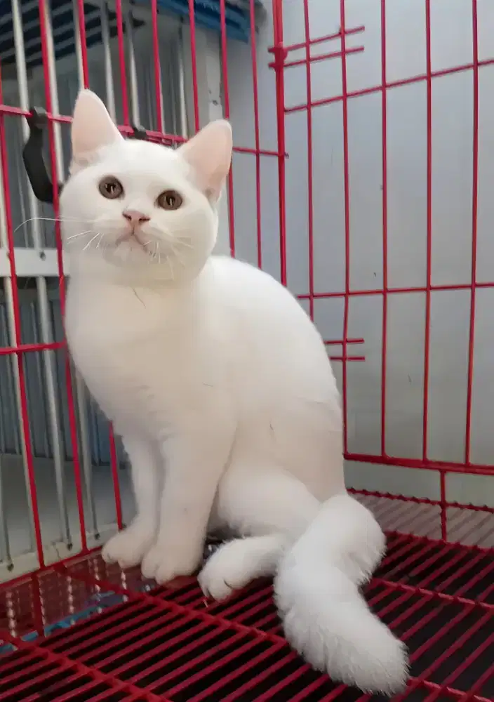 BRITISH SHORTHAIR / BSH WHITE