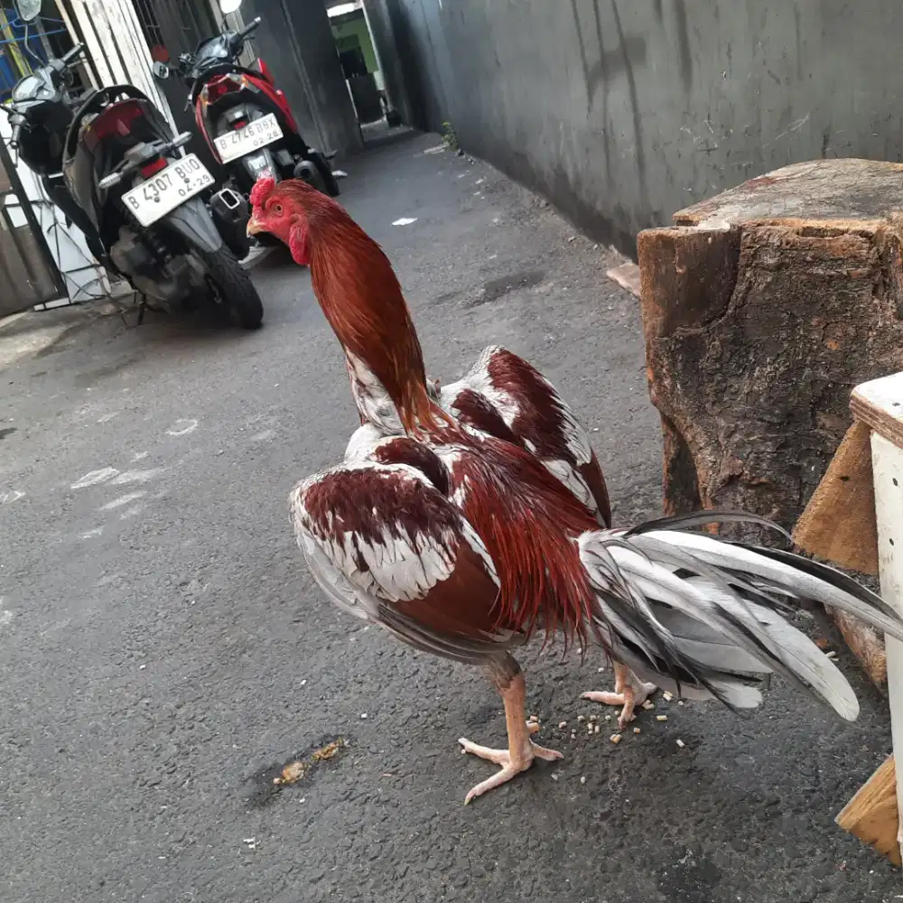 Ayam bangkok muda