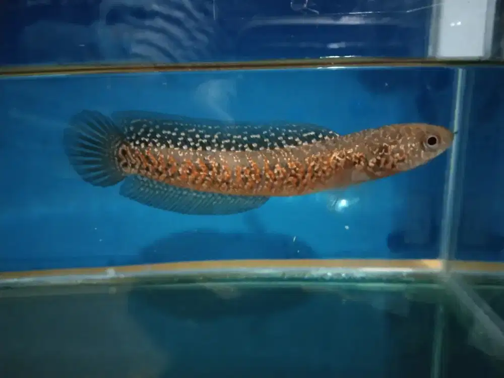 Ikan Channa Asiatica Kalimaya Super Red