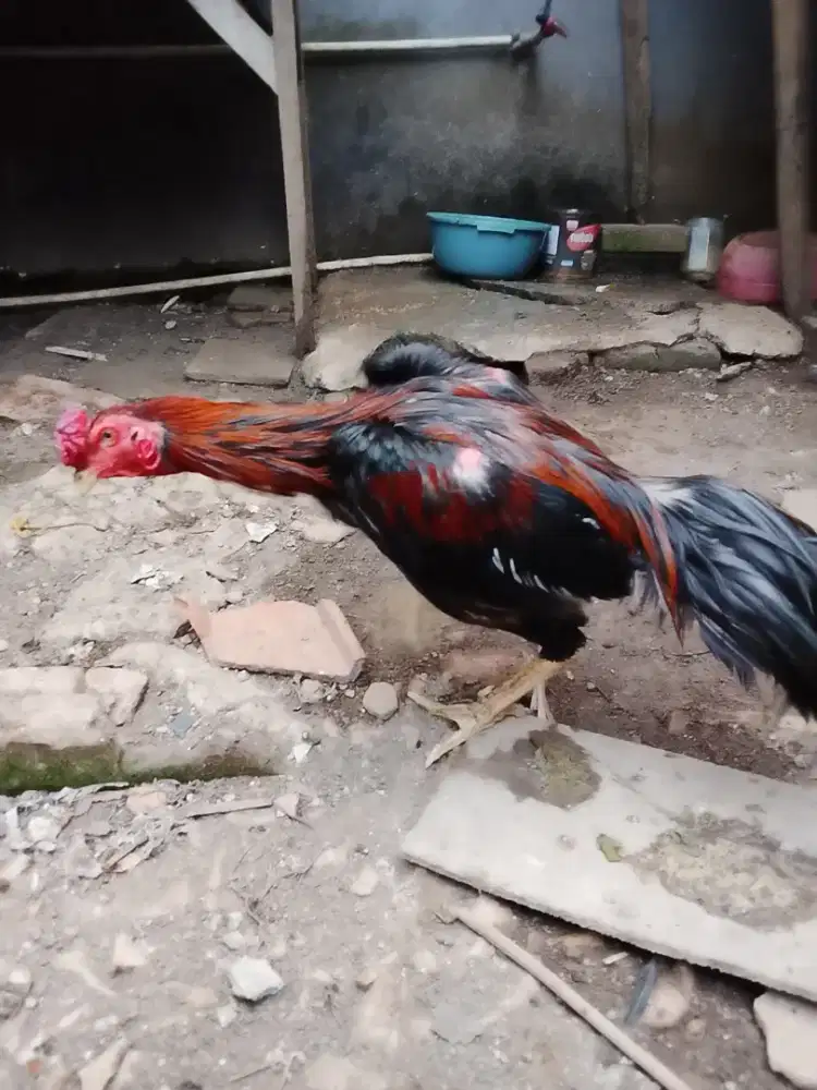 Ayam Bangkok Merah