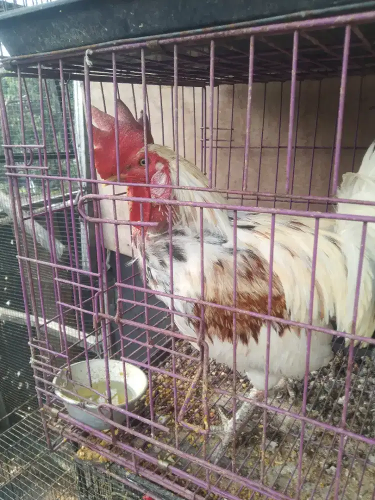 Ayam ketawa borongan