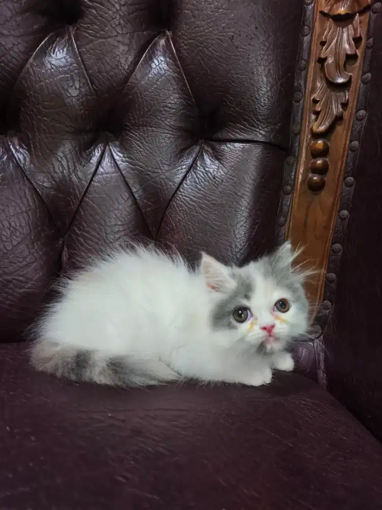 kitten persia betina