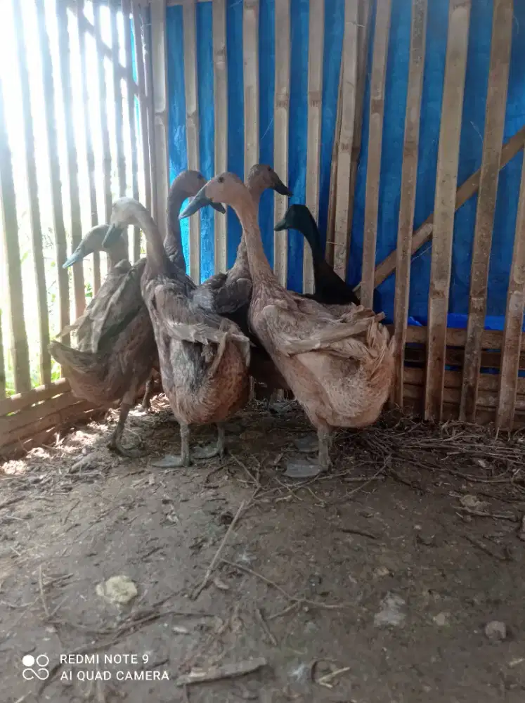 Bebek petelur jual borongan