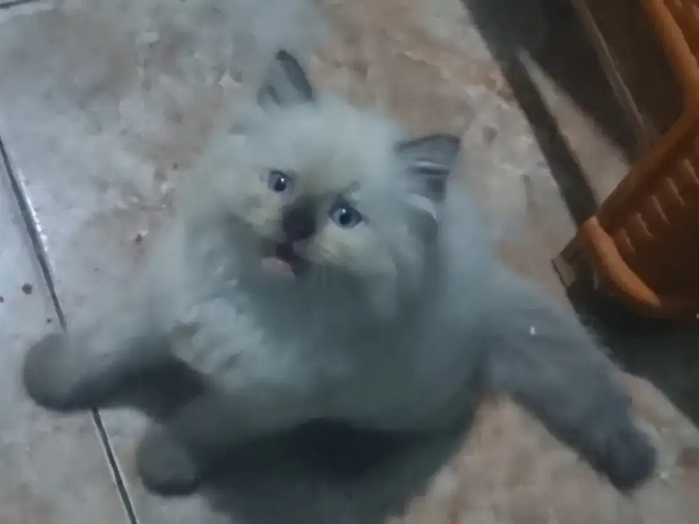 Ragdoll sealpoint bigbone umur 2 bulanan