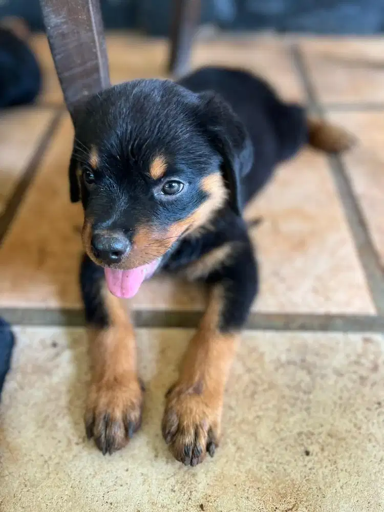 Puppies Rottweilers