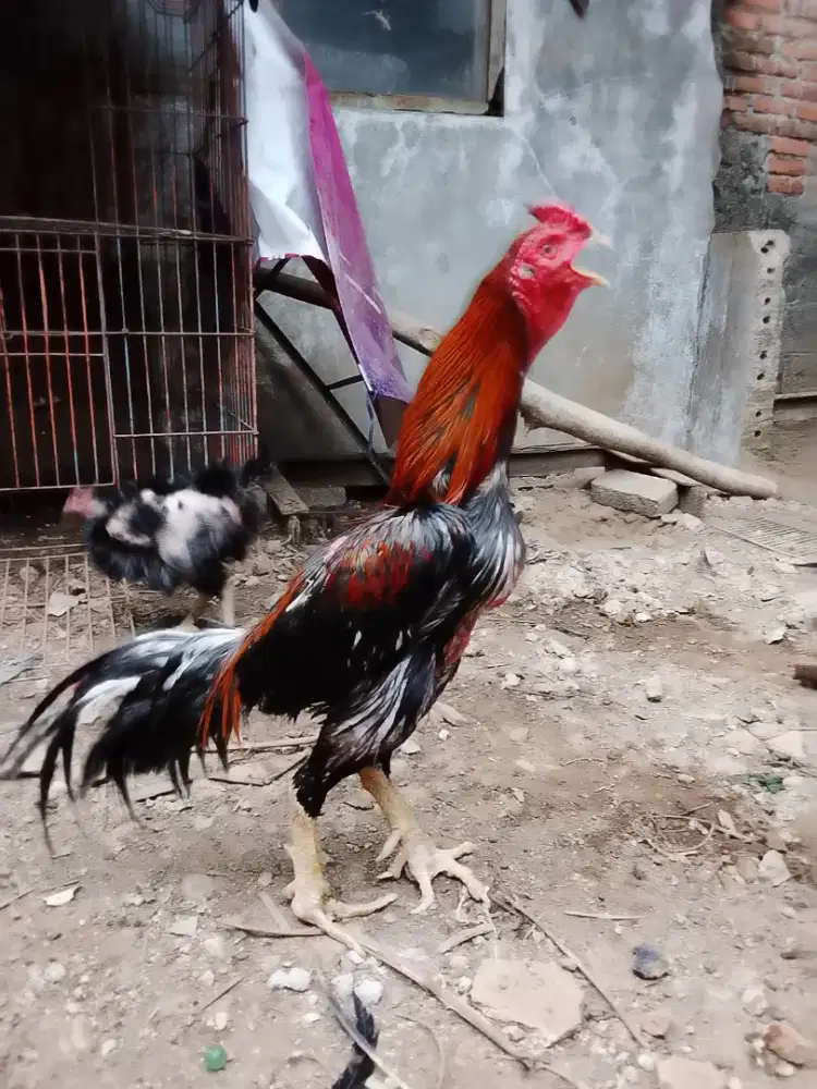 Ayam Bangkok Merah