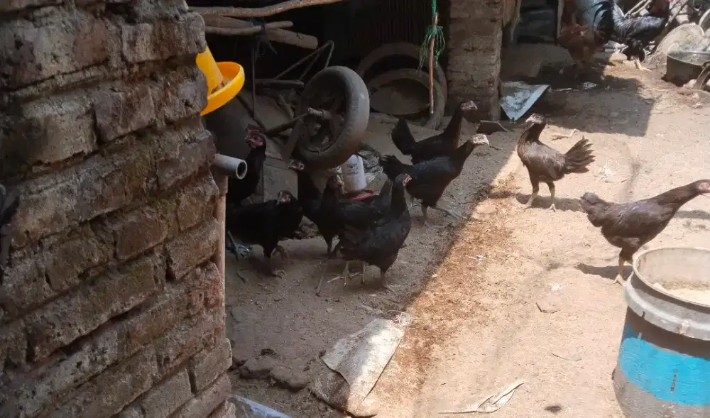 Ayam KUB-1 umur 3 bln