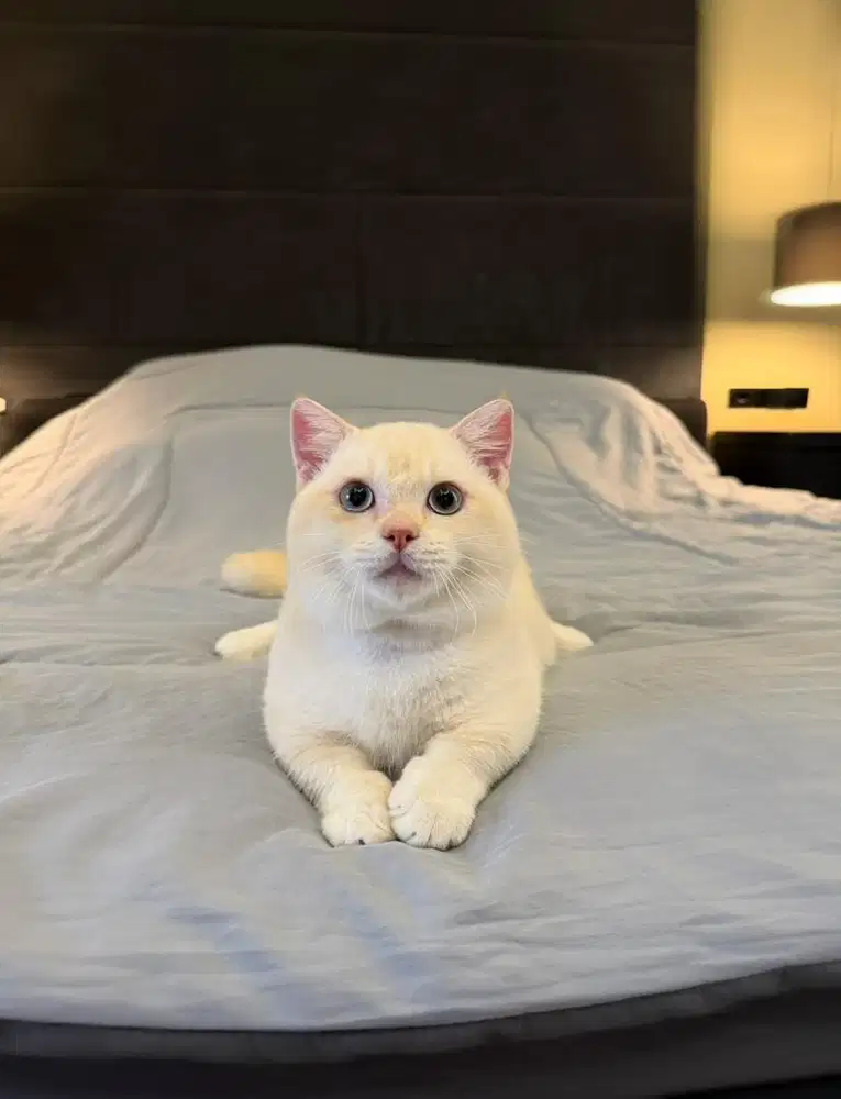kucing munchkin cebol