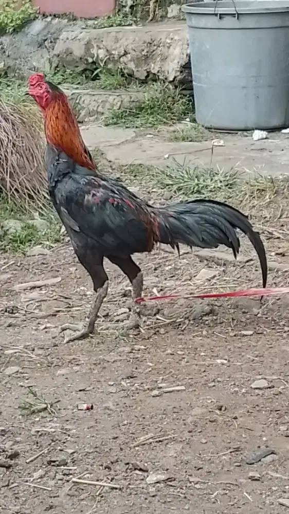 Ayam Birma Jago