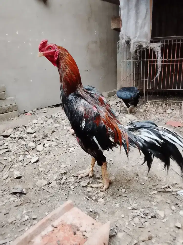 Ayam bangkok Merah