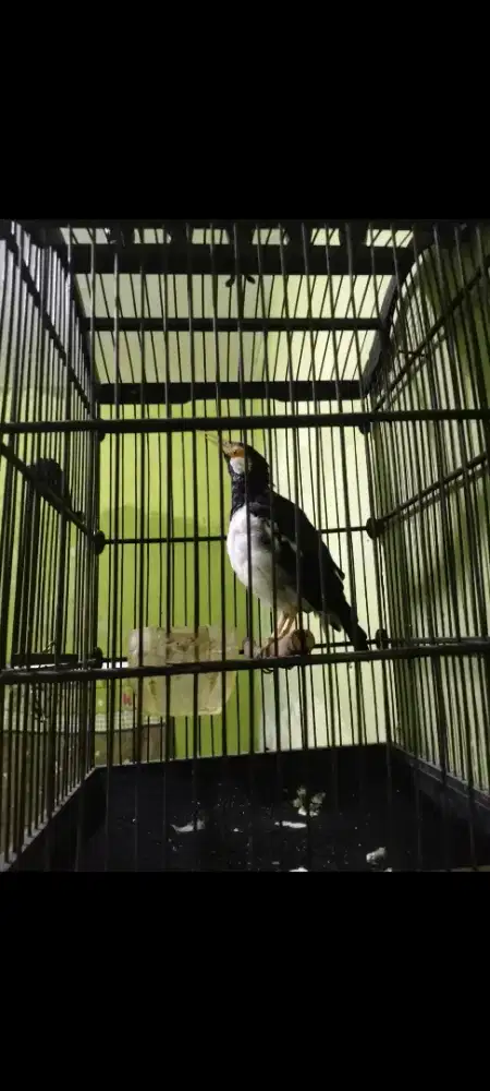 Burung jalak suren
