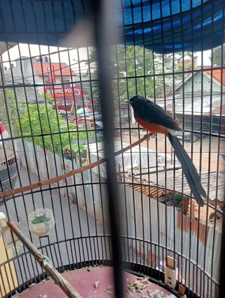 Di jual burung murai batu ring