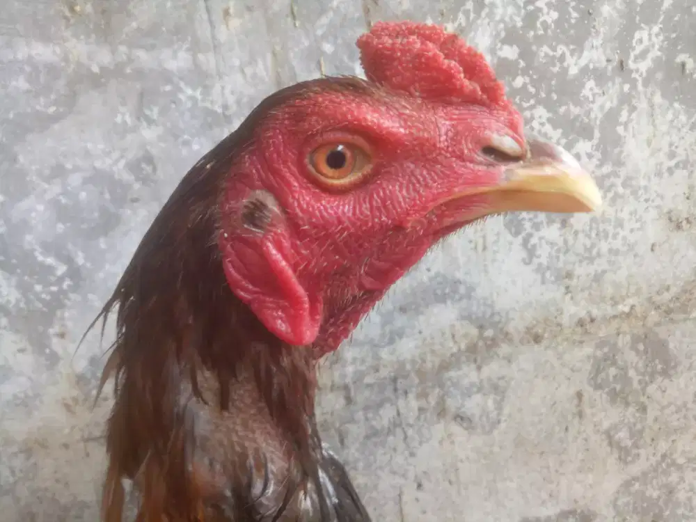 Bahan ayam pukul pacek terlampir lokasi Bintaro