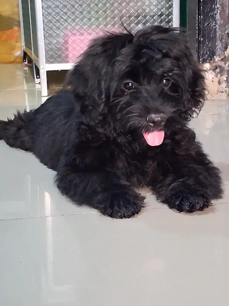 Puppy ras Shih-Poo (Shitzhu-Poodle)