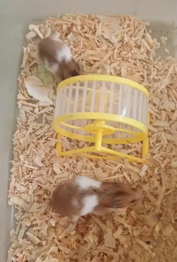 Jual sekeluarga hamster syrian 6 ekor