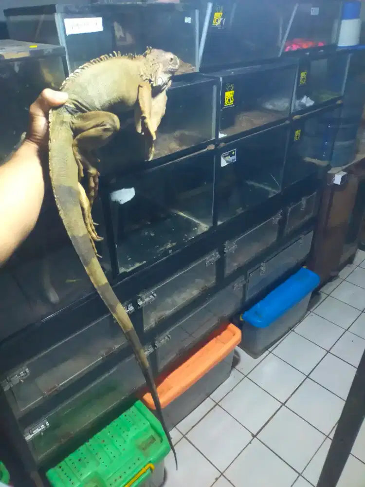 Iguana jumbo betina indukan