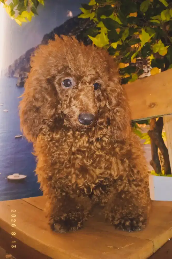 Poodle Betina 1 thn