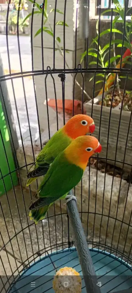 Burung bio green sepasang jodohan