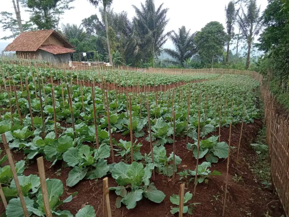 Tanah 1.35ha Untuk Perkebunan di Kecamatan kadudampit Sukabumi