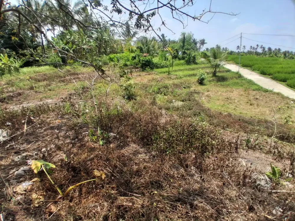 Disewakan Lahan Murah dengan View Sawah Terasering