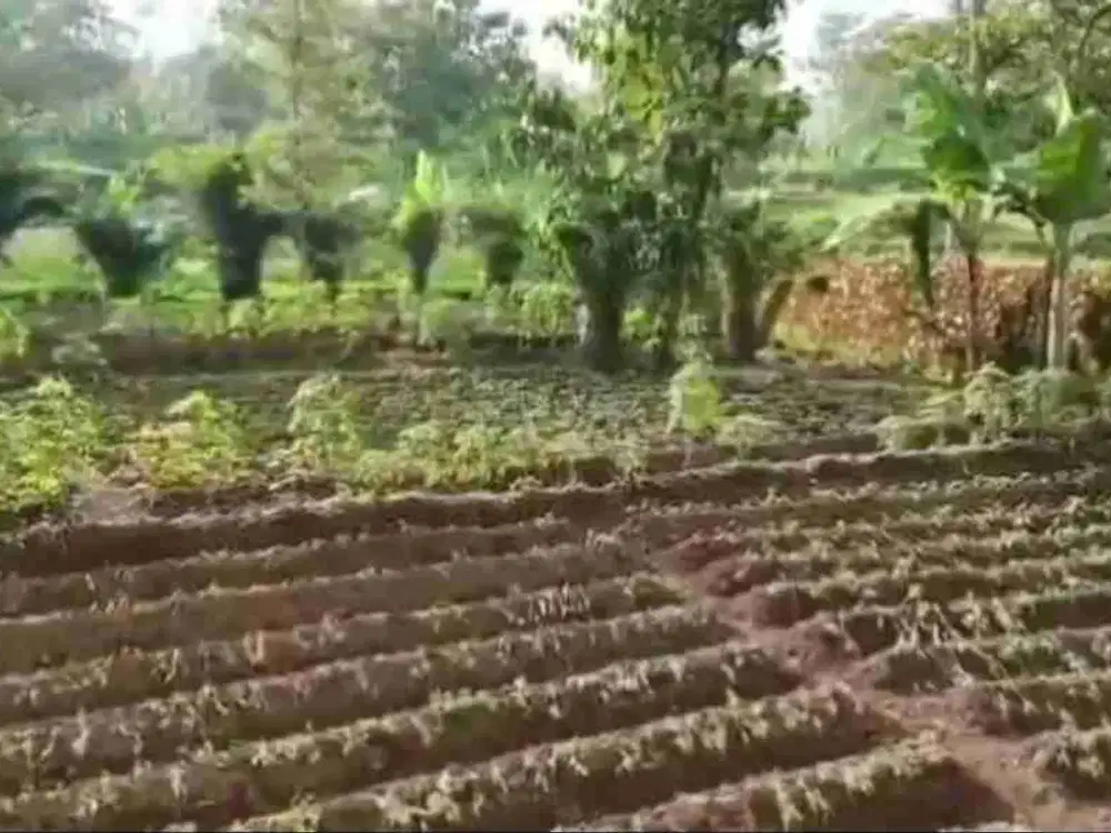 Dijual Tanah Perkebunan Jl.Raya Duyung Trawas Hill