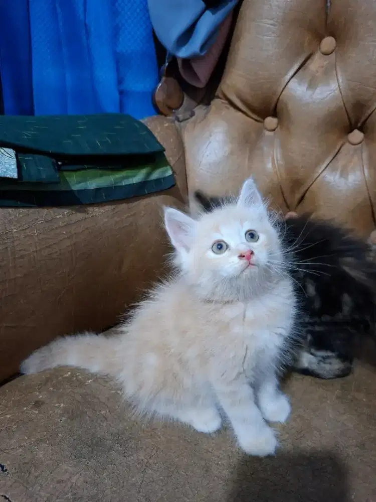 Open adopt Kitten 4 ekor