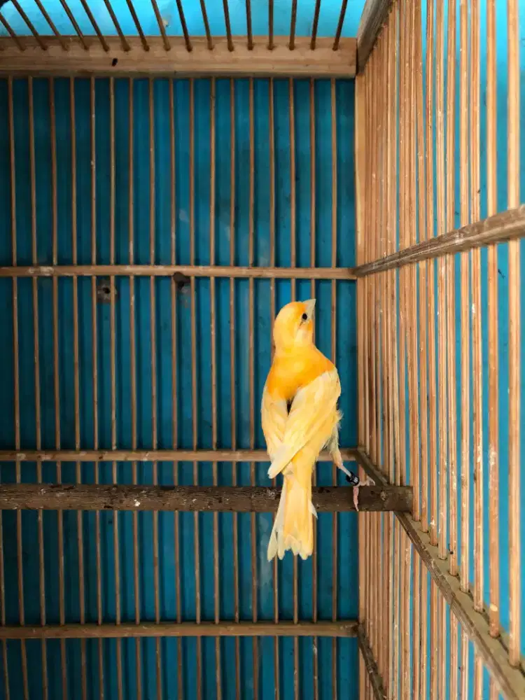burung kenari paud
