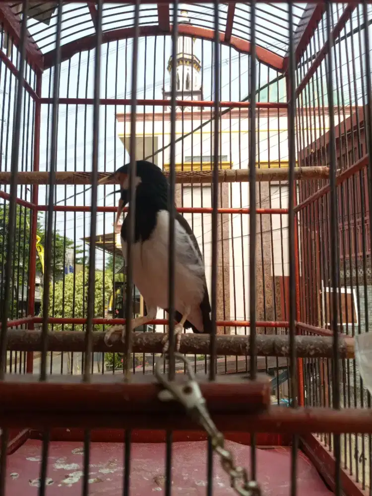 Jalak suren ya gan