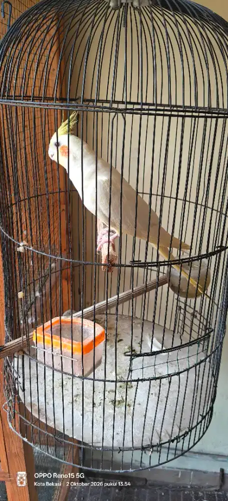 Falk Lutino mata merah