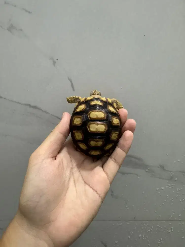 kura kura Leocata spesial Bulet