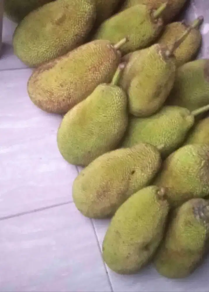 Nangka Muda buat sayur ( Gori )