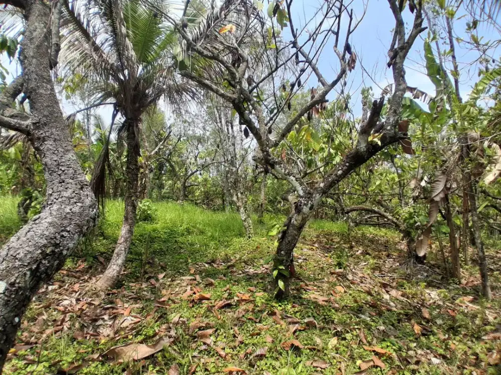 Disewakan Murah Lahan dengan View Laut dan Sungai