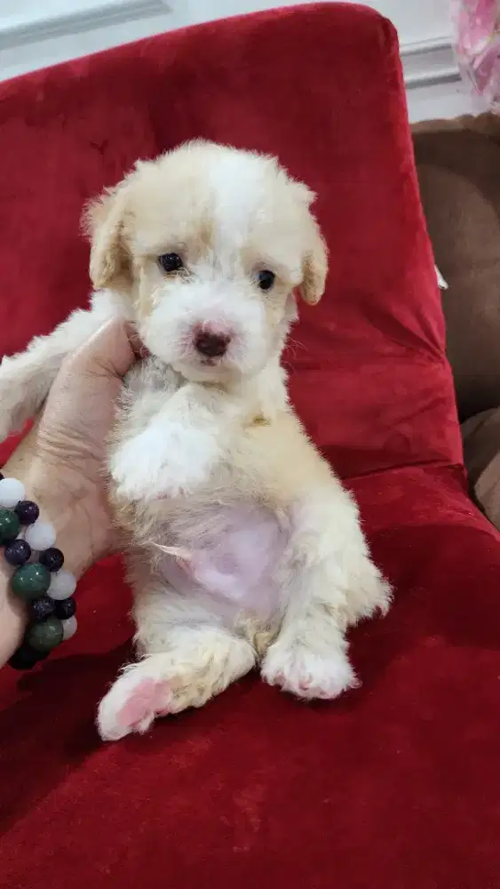 Anakan Poodle Jantan Murahh