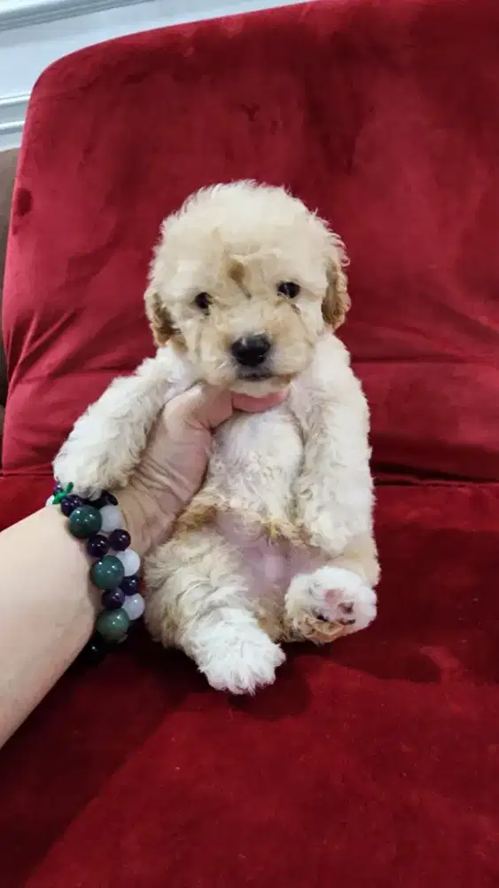 Anakan Poodle Jantan Murahh