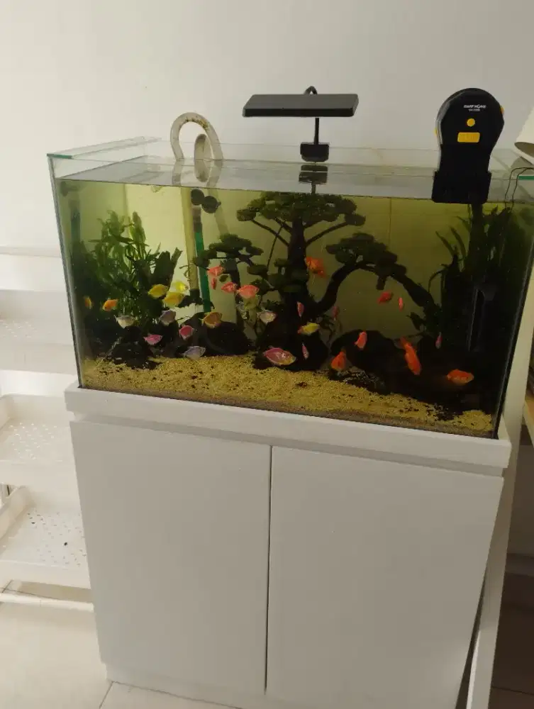 Jasa maintenance aquarium, aquascape dan kolam