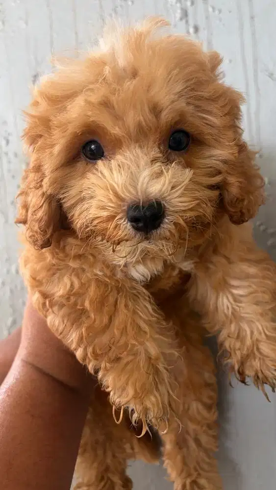 poodle gemoy 2 month